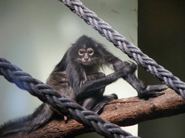 Yucatan Spider Monkey