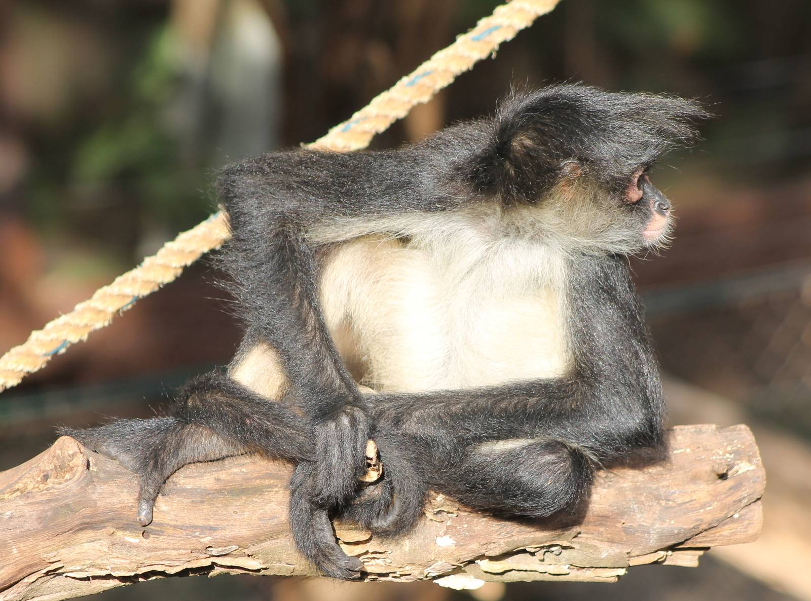 Yucatan spider monkey