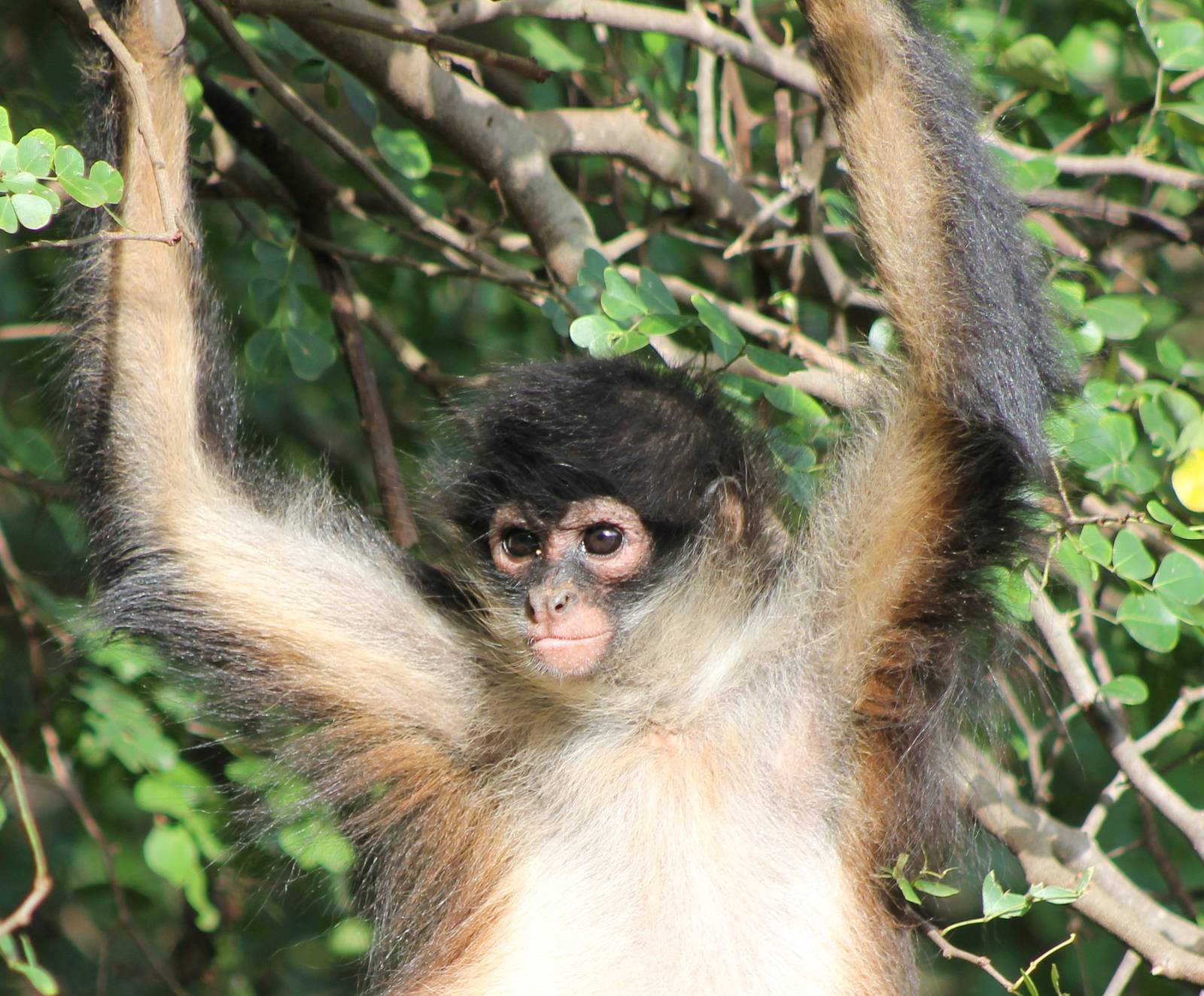 Yucatan spider monkey