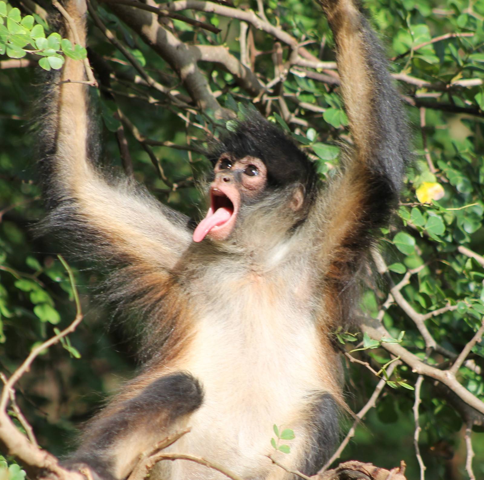 Yucatan spider monkey