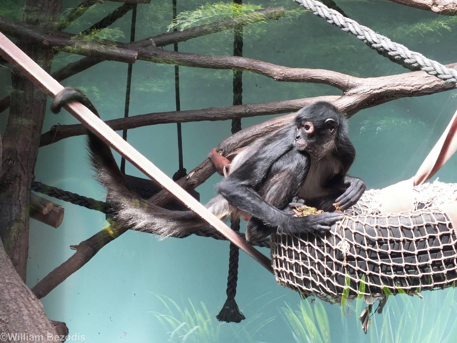 Yucatan Spider Monkey