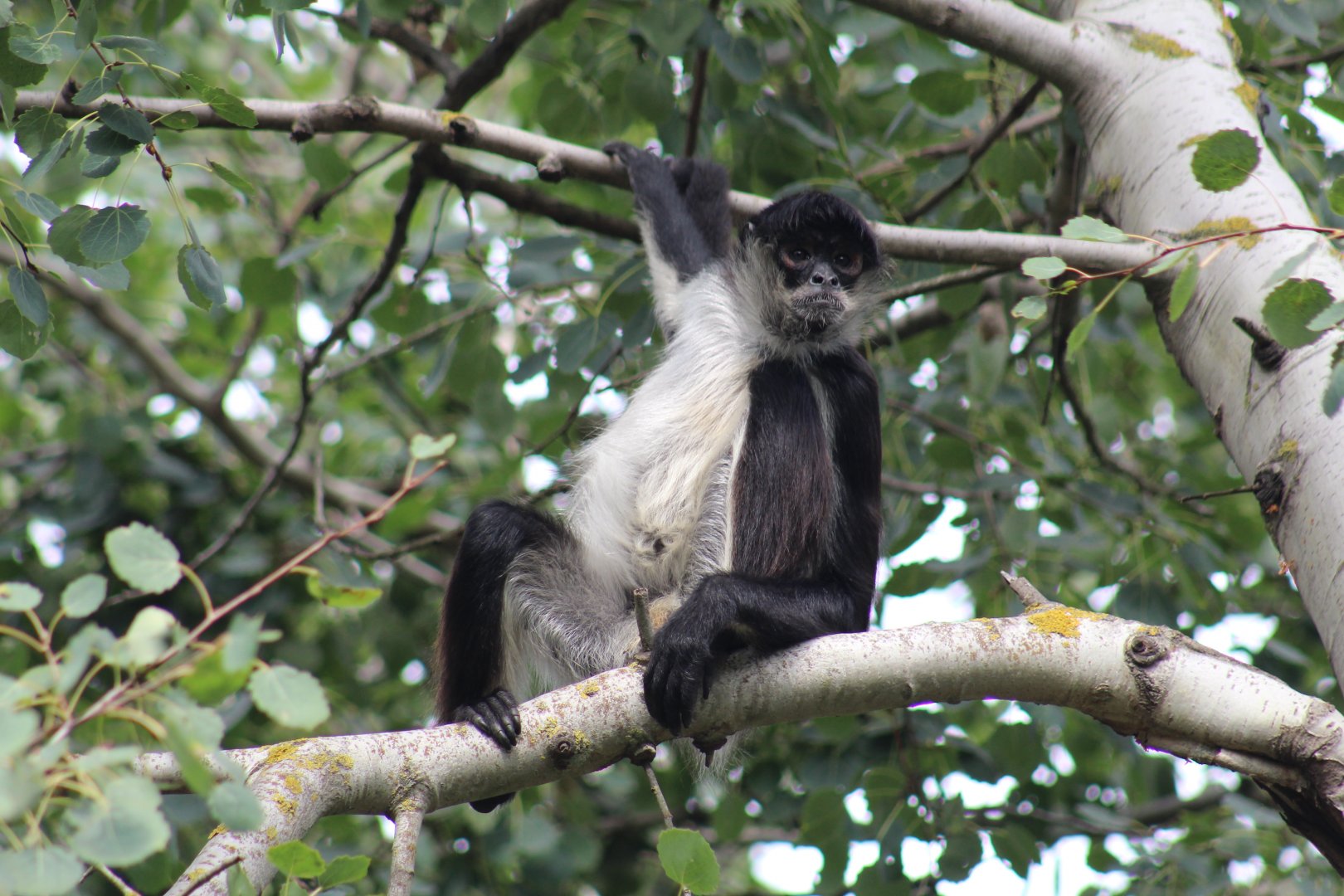 Yucatán Spider Monkey