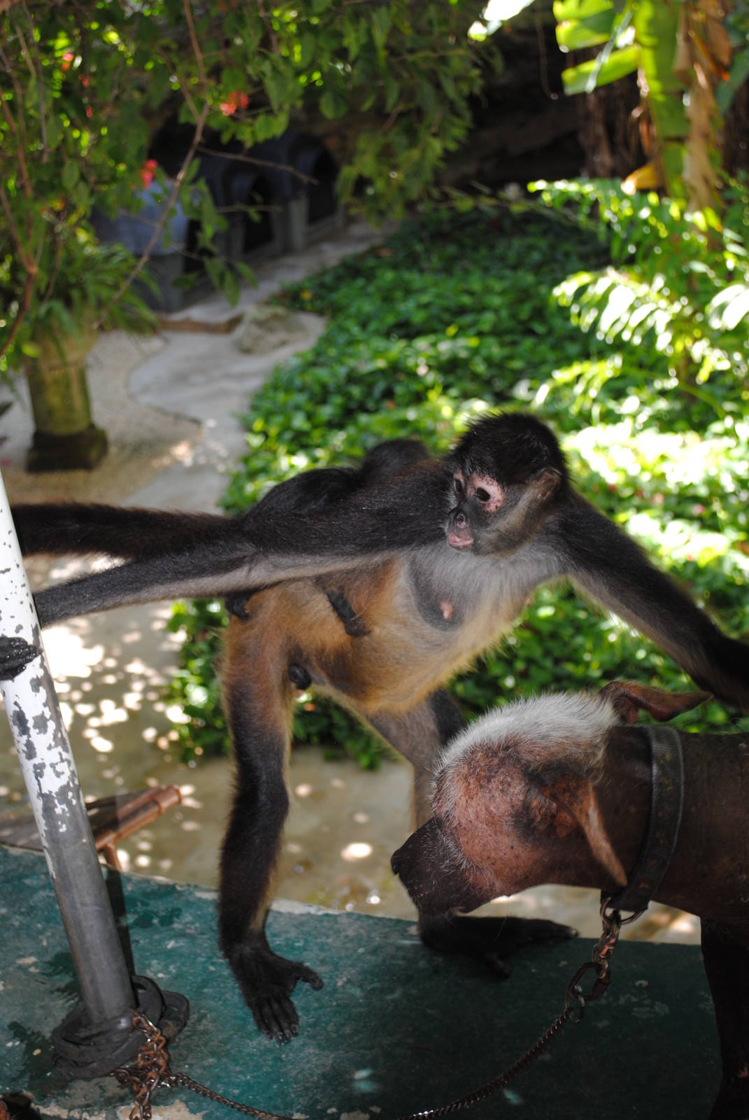 Yucatan Spider-Monkeys (free-ranging)