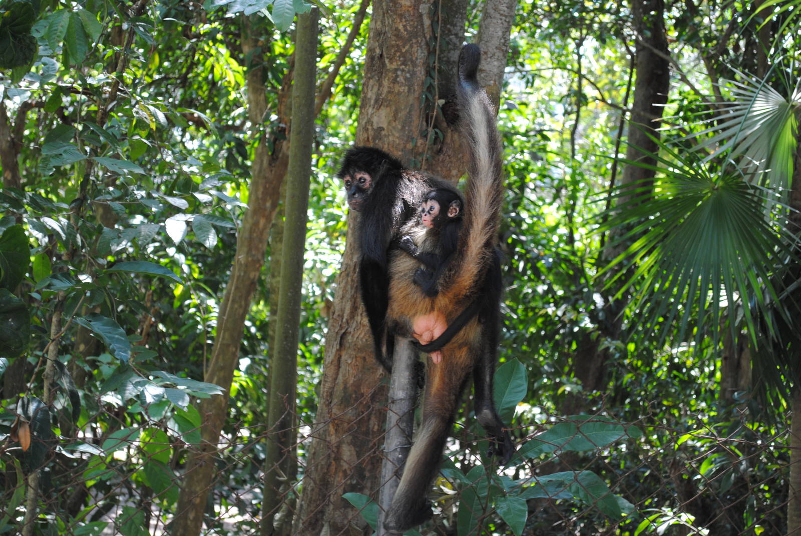 Yucatan Spider-Monkeys (free-ranging)