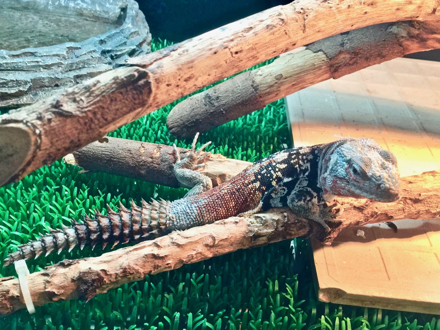 Yucatán Spiny-Tailed Iguana (Cachryx defensor)