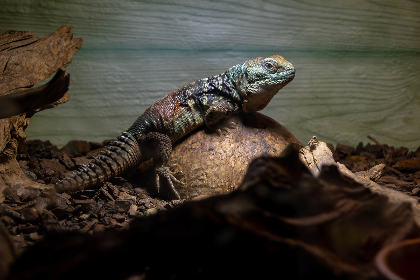 Yucatán spiny-tailed iguana (Cachryx defensor)