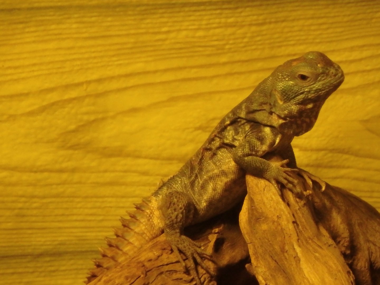 Yucatan spiny-tailed iguana