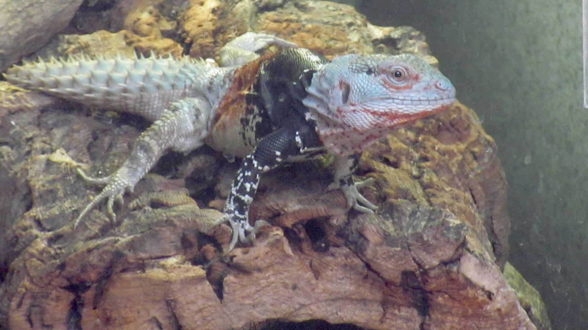 Yucatán spiny-tailed Iguana