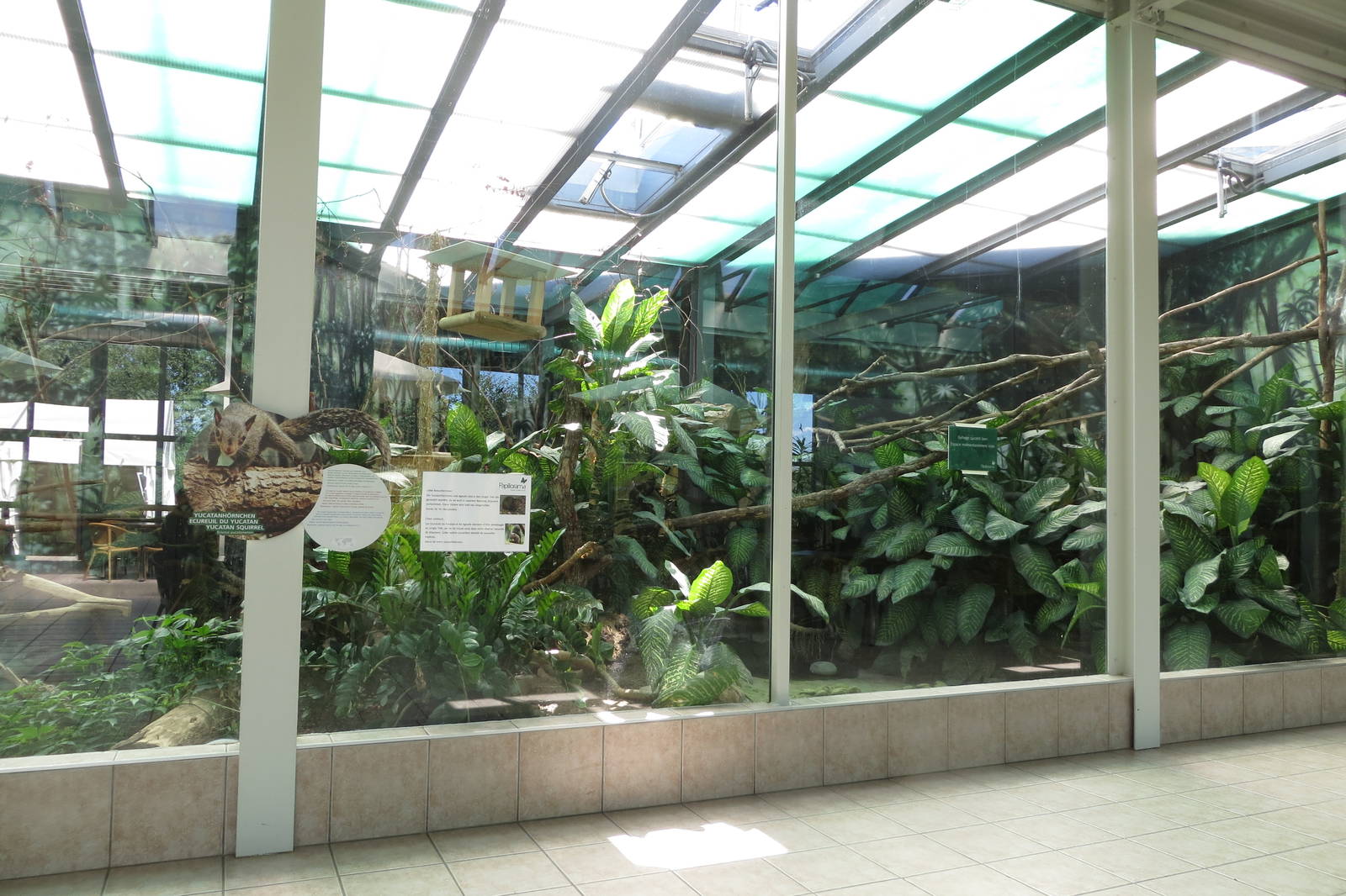 Yucatan Squirrel Enclosure 130816