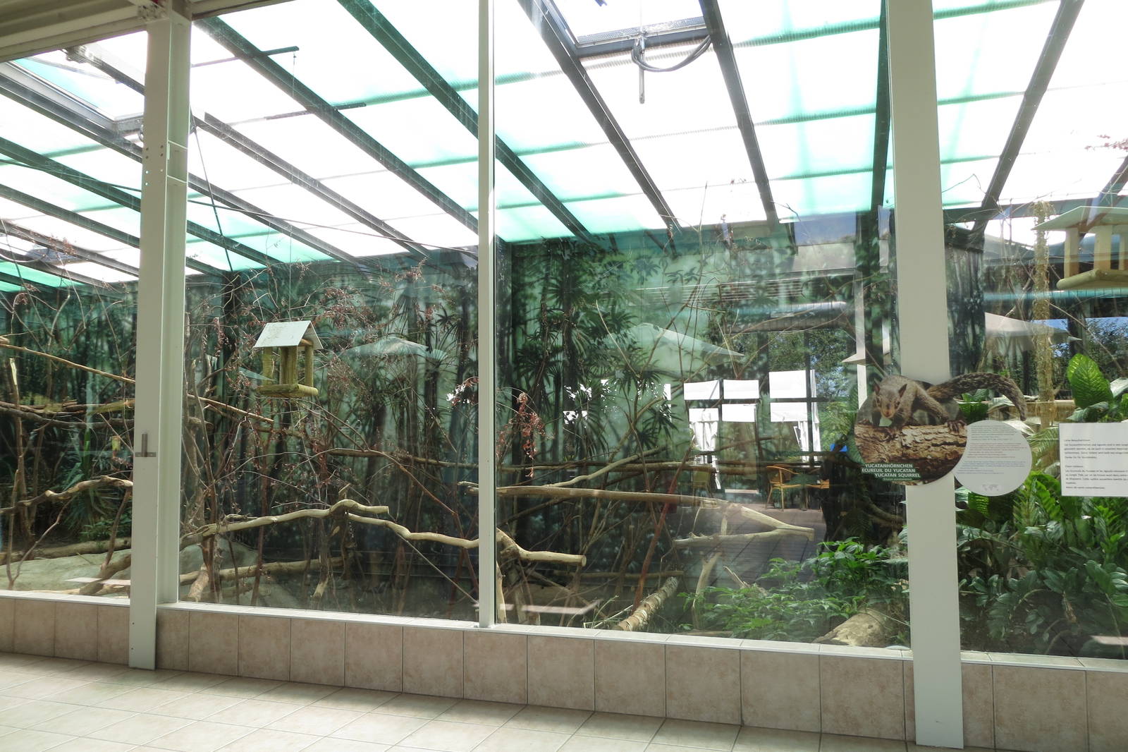 Yucatan Squirrel Enclosure 130816