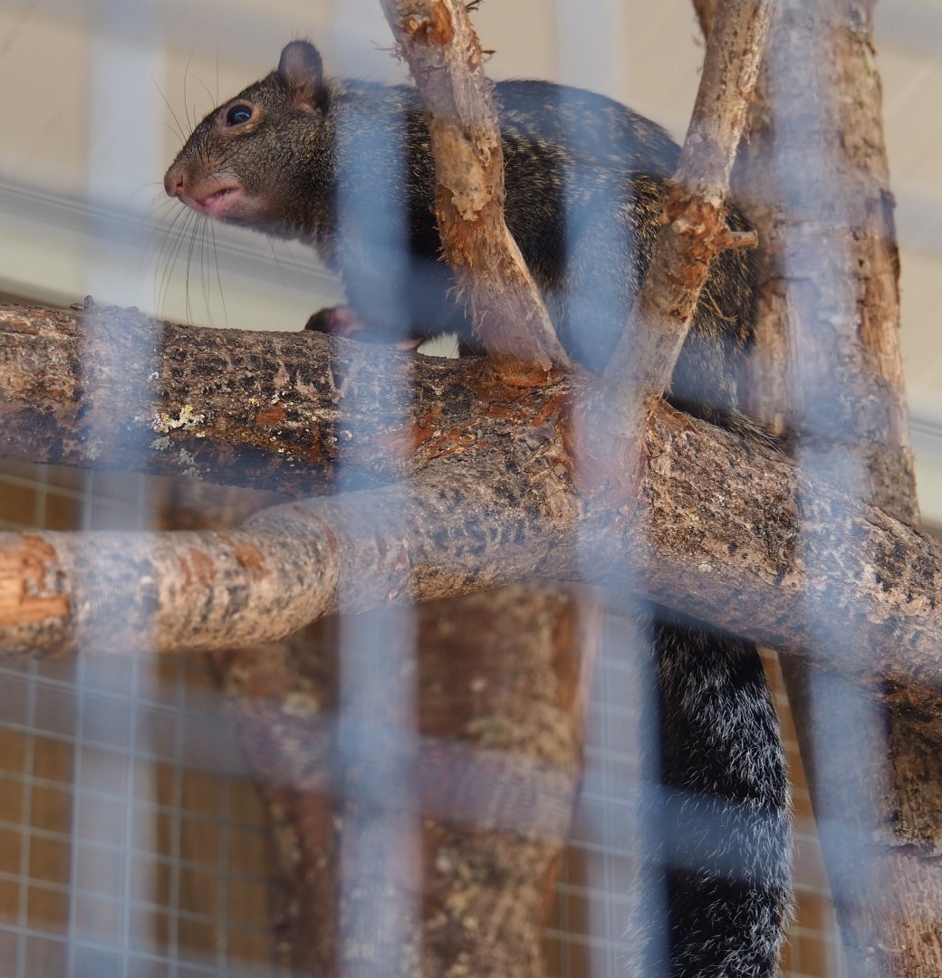 Yucatan squirrel (Sciurus yucatanensis), 2019-04-06