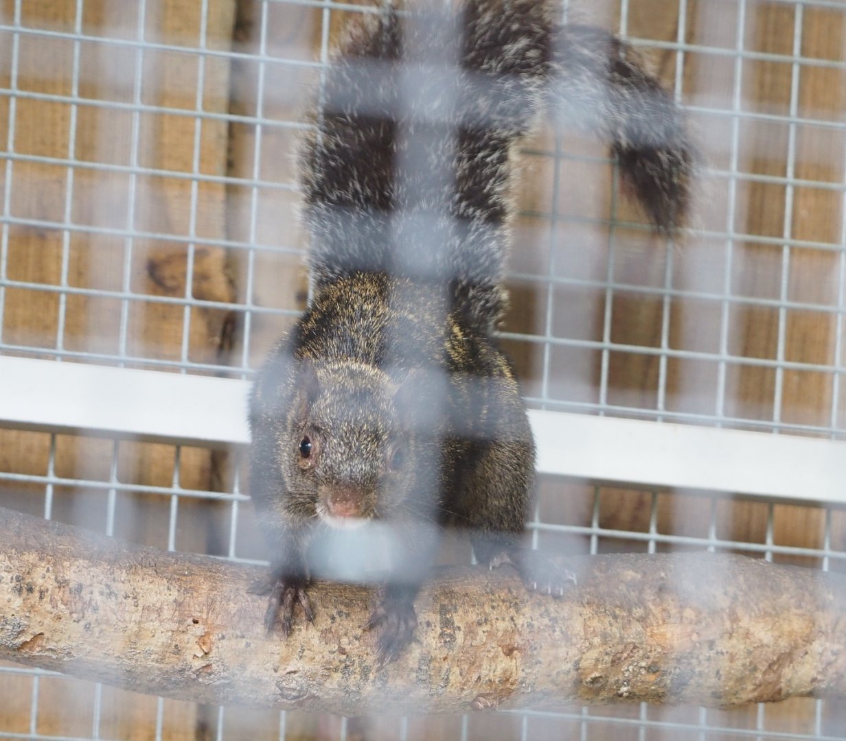 Yucatan squirrel (Sciurus yucatanensis), 2022-05-17