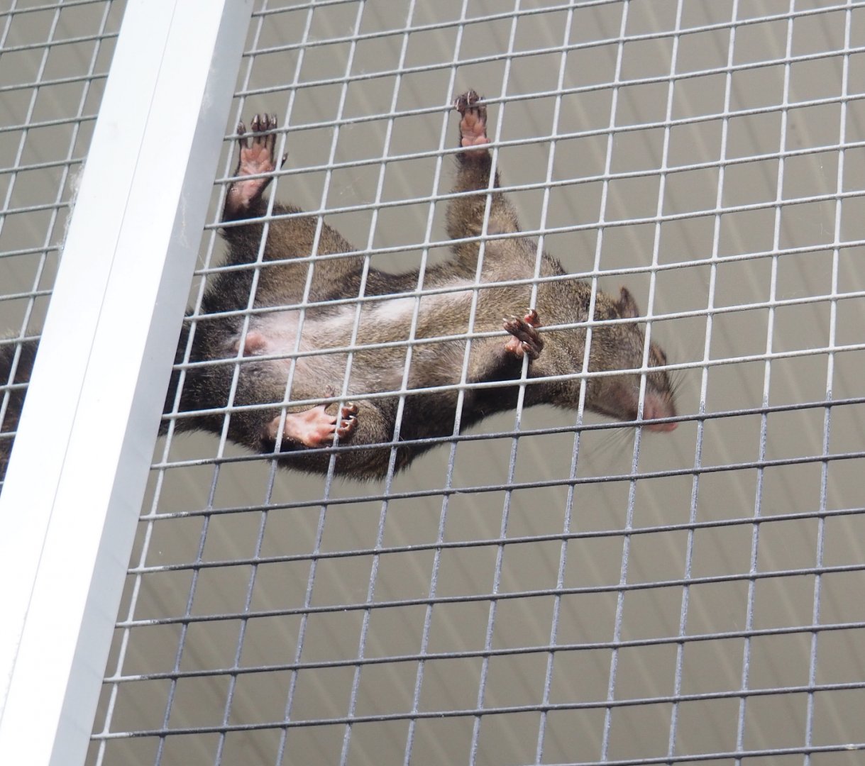 Yucatan squirrel (Sciurus yucatanensis), 2022-05-17