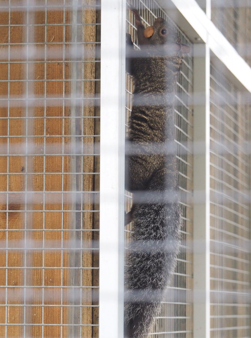 Yucatan squirrel (Sciurus yucatanensis), 2022-05-17