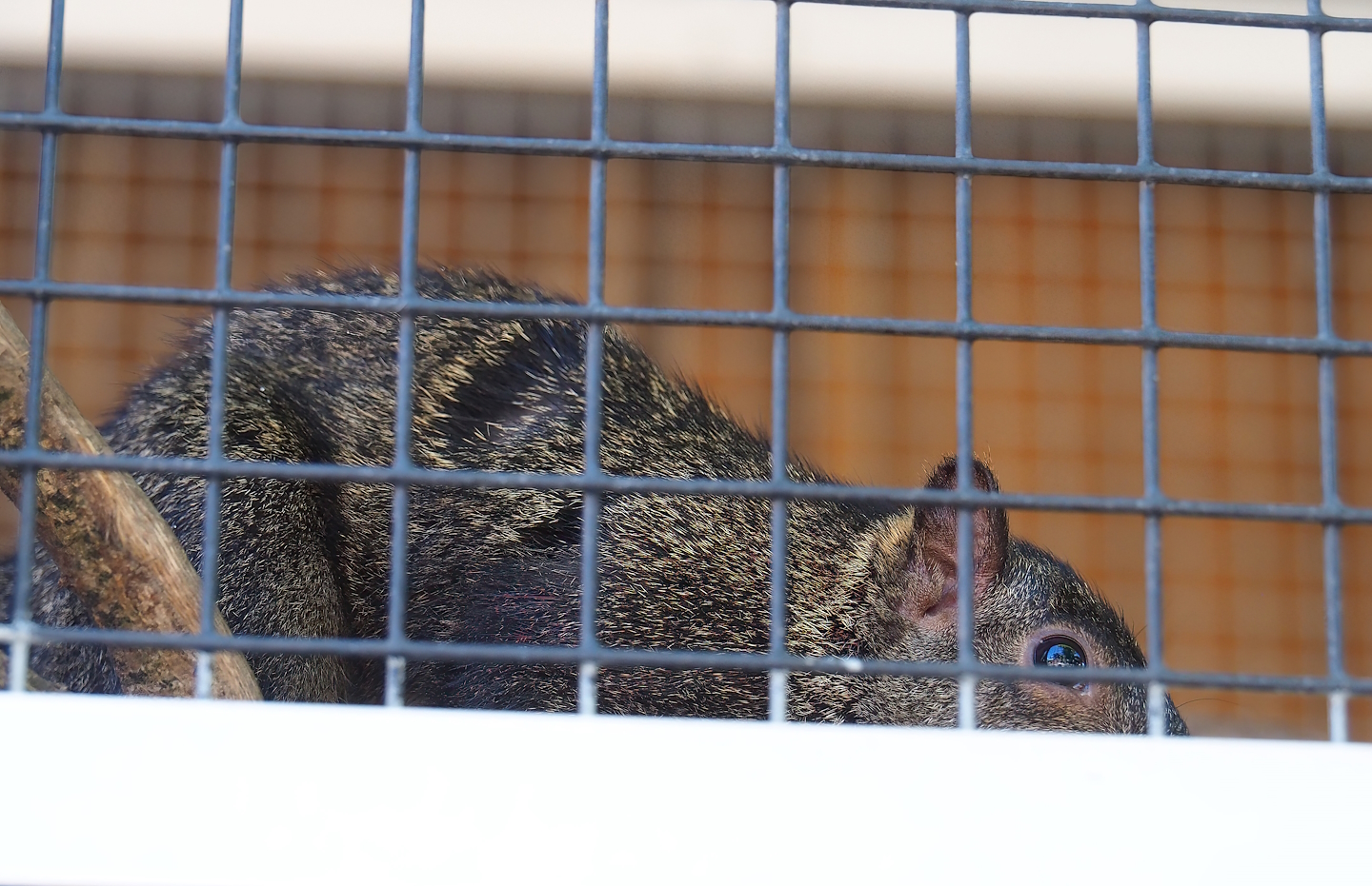 Yucatan squirrel (Sciurus yucatanensis), 2023-05-31