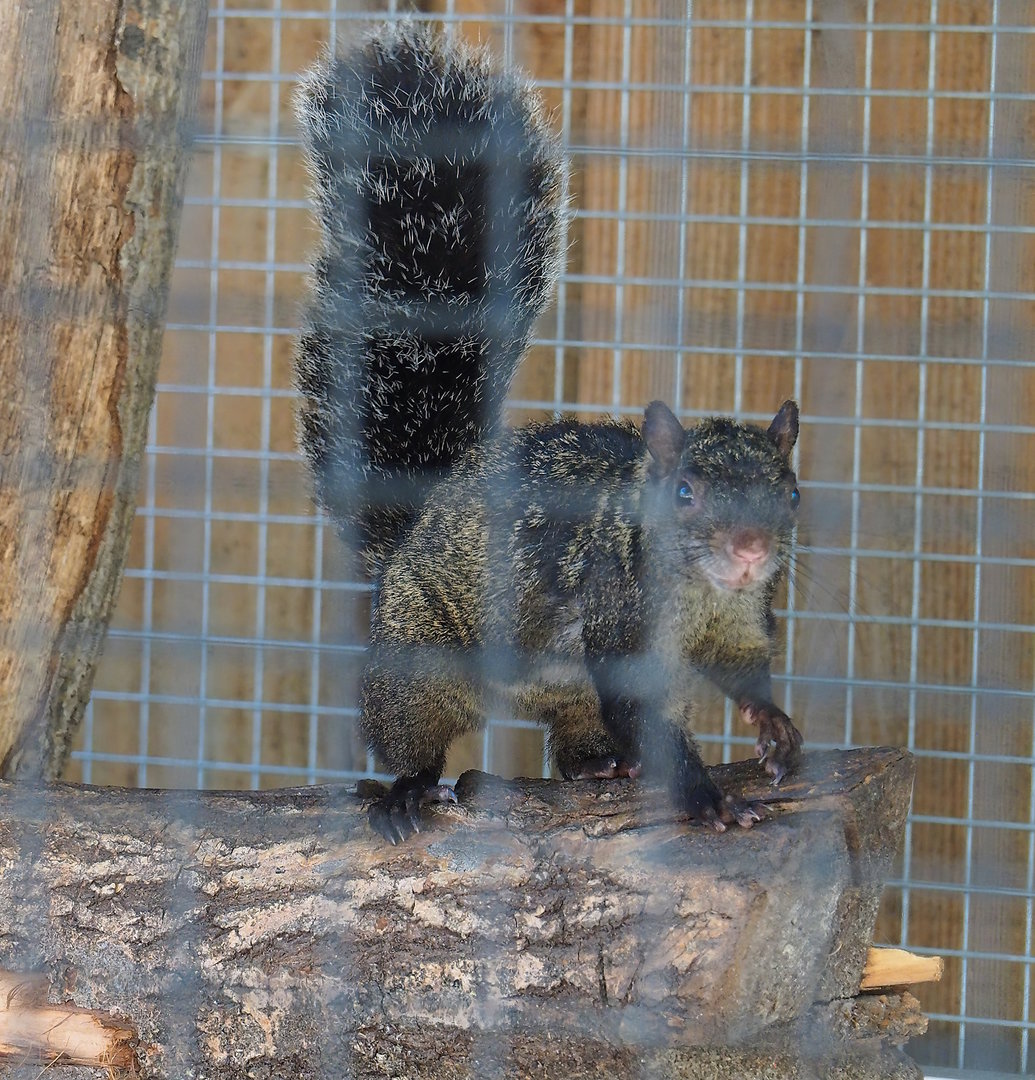 Yucatan squirrel (Sciurus yucatanensis), 2023-05-31