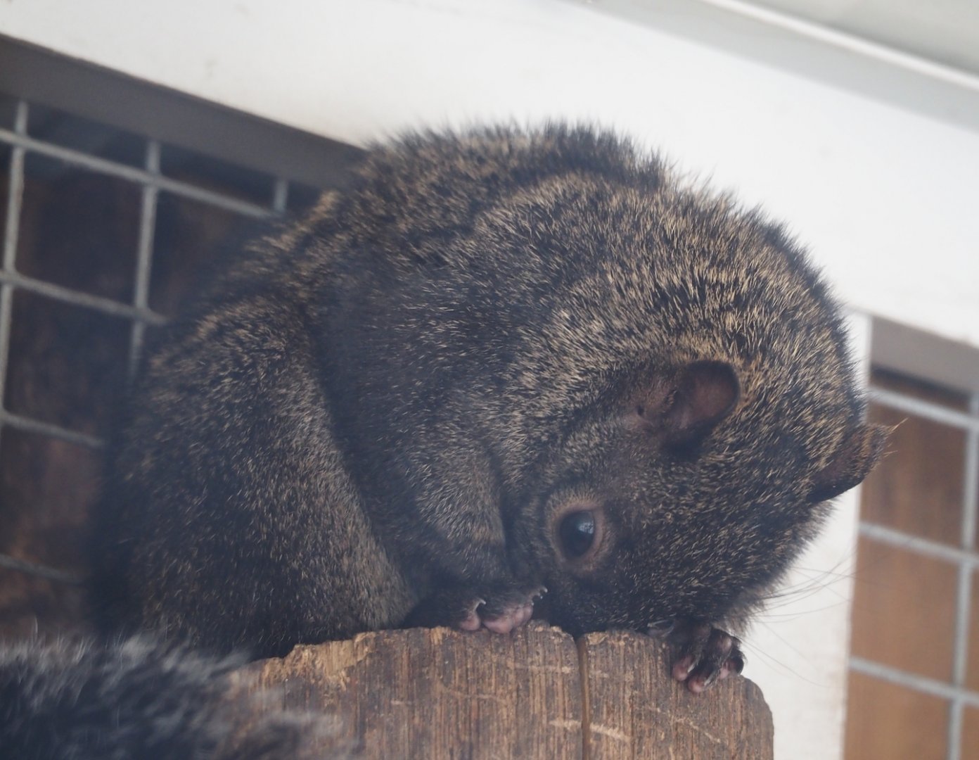 Yucatan squirrel (Sciurus yucatanensis), 2025-04-12