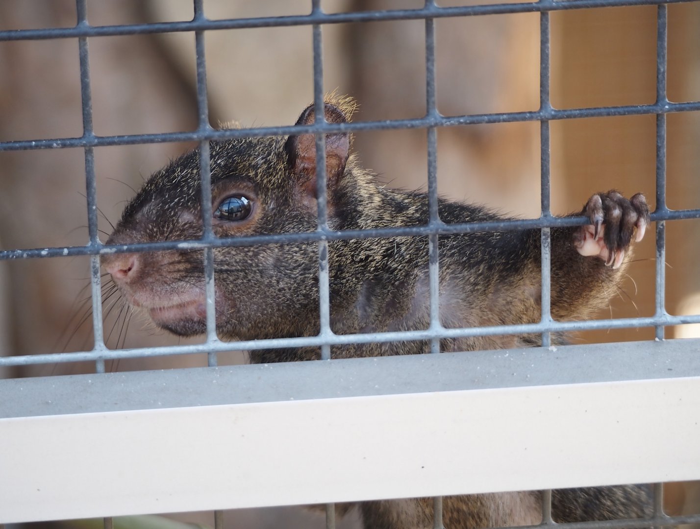 Yucatan squirrel (Sciurus yucatanensis), 2025-04-12