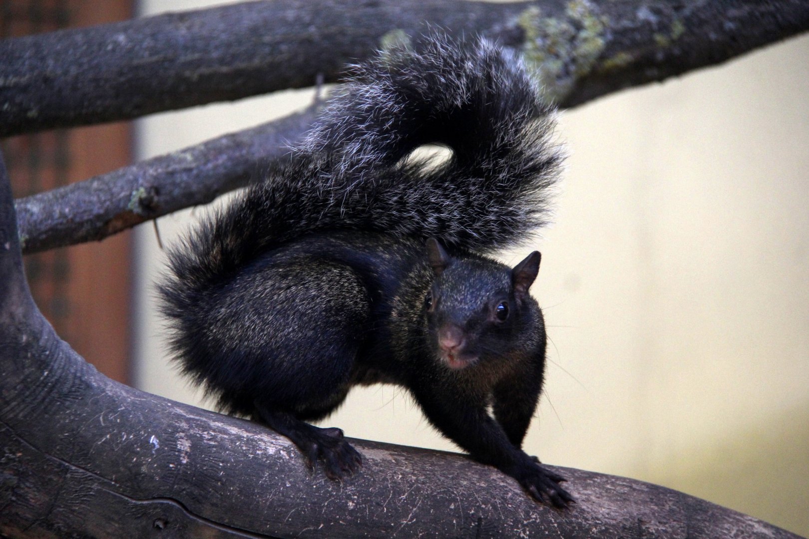 Yucatan squirrel (Sciurus yucatanensis)