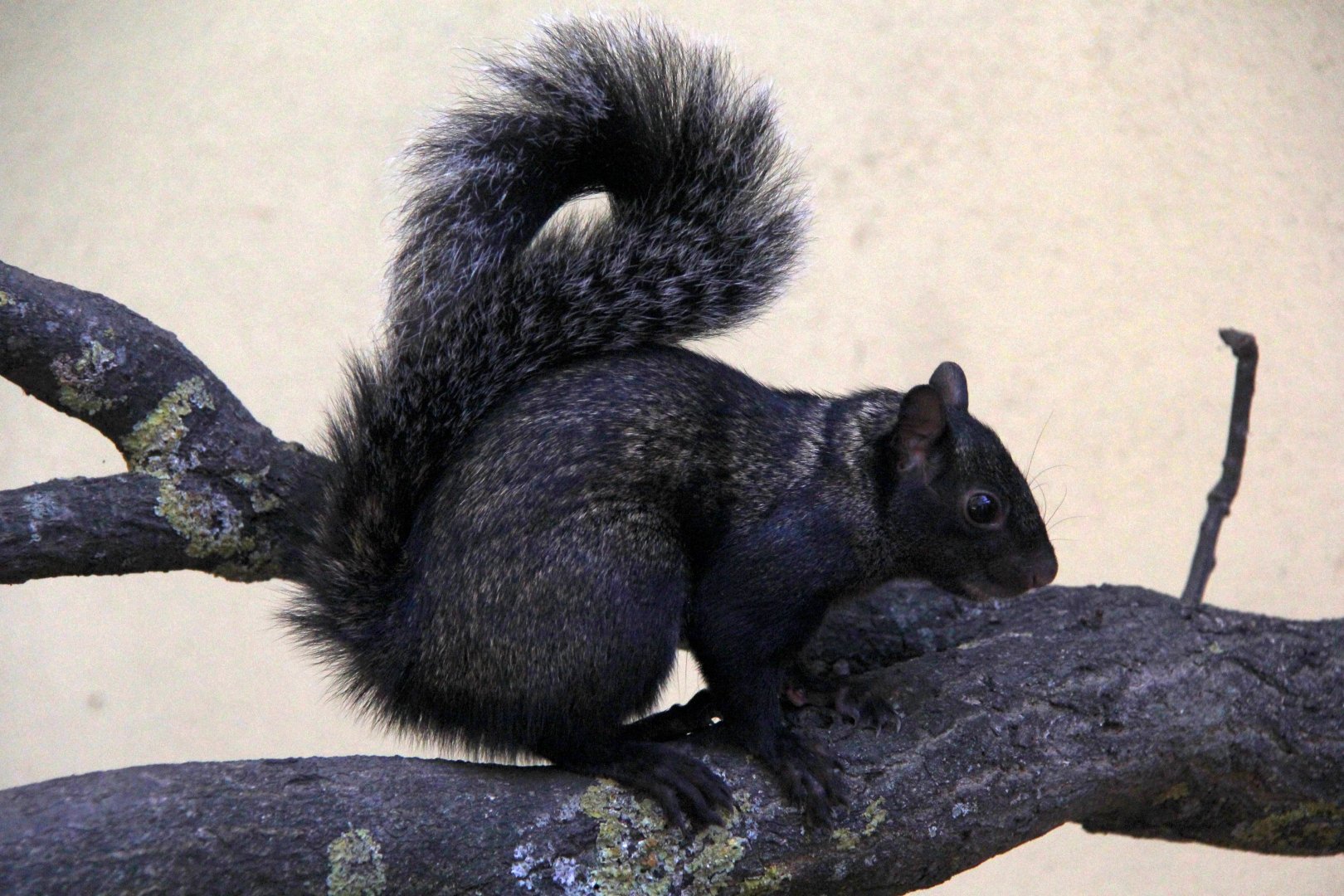Yucatan squirrel (Sciurus yucatanensis)