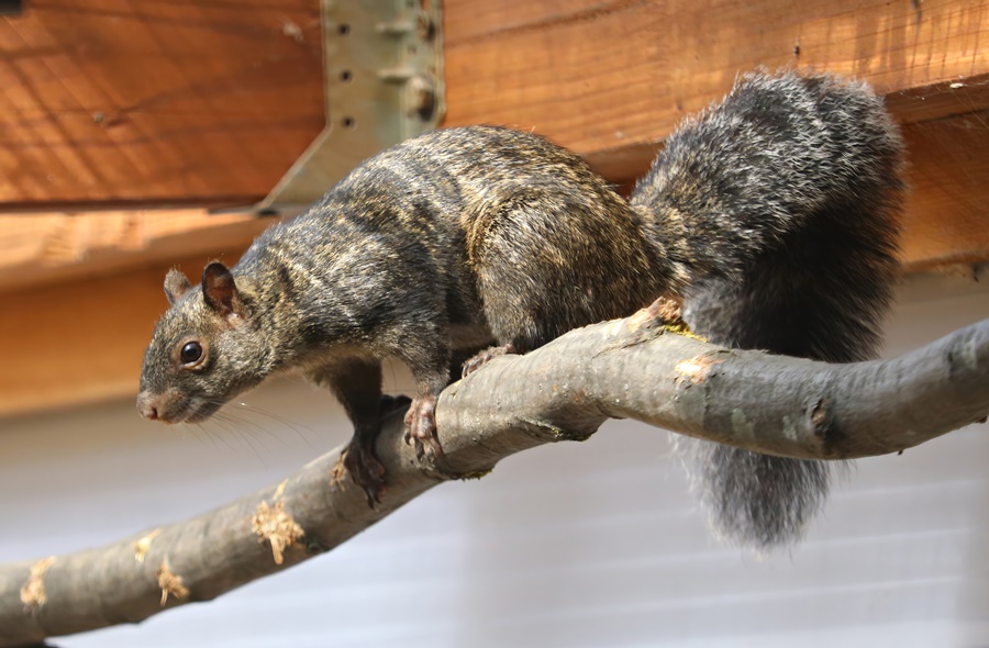 Yucatan squirrel (Sciurus yucatanensis)