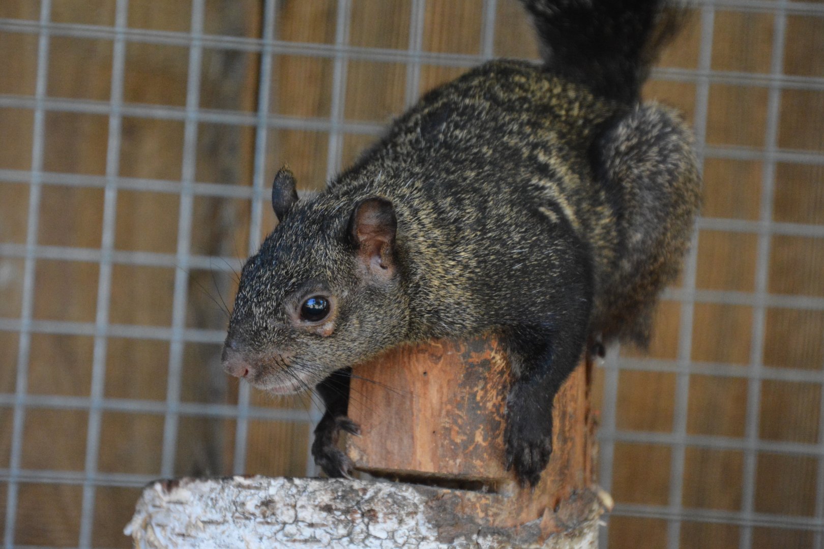 Yucatan squirrel (Sciurus yucatanensis)