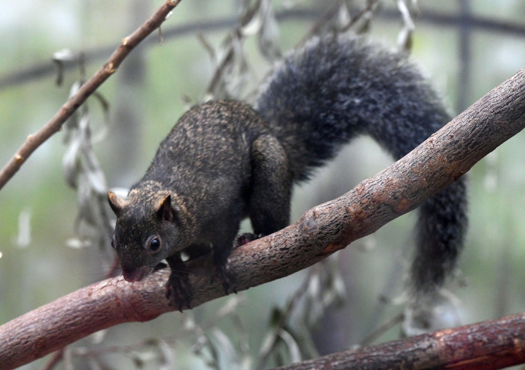 Yucatan Squirrel - Sciurus yucatanensis