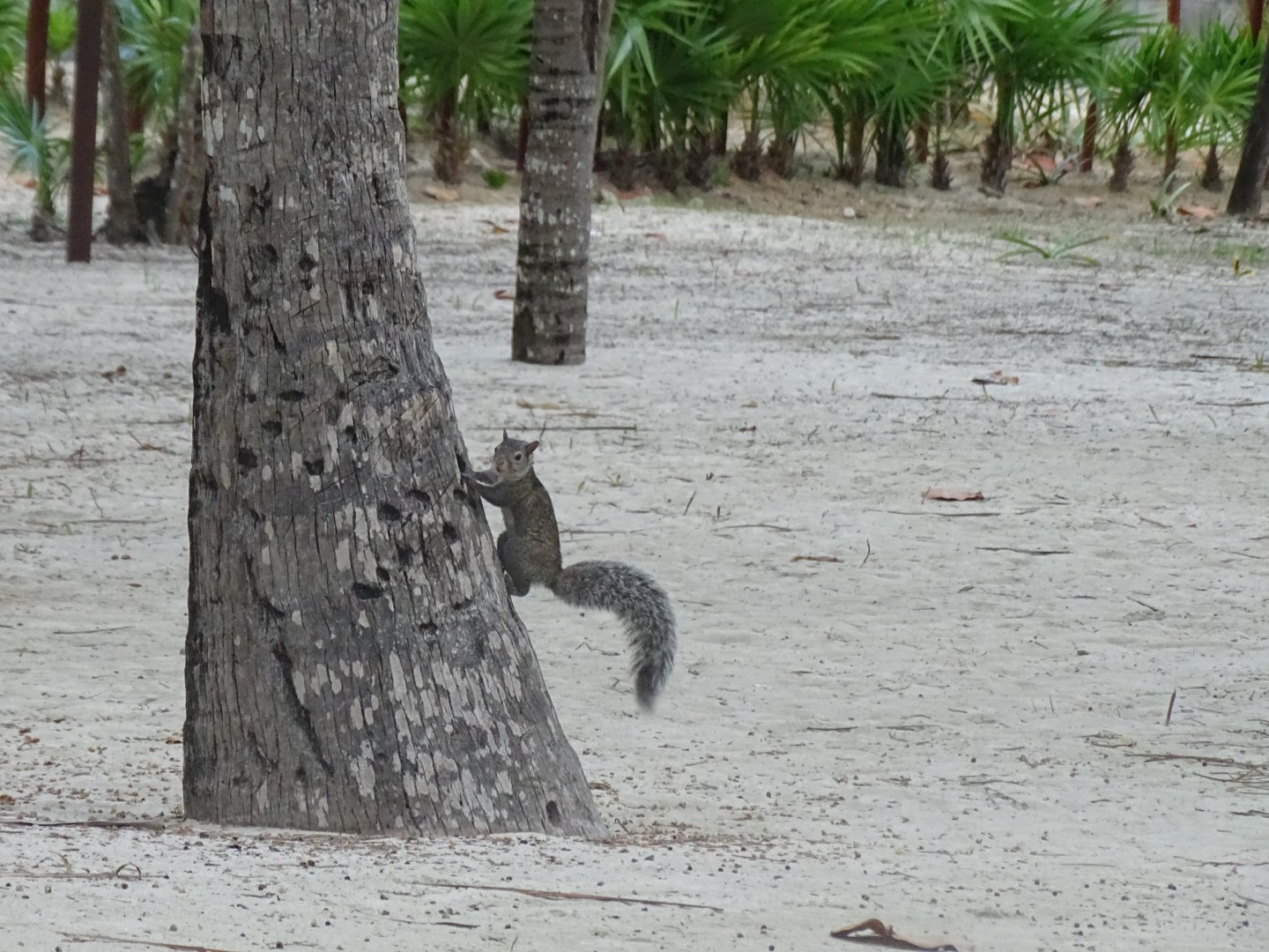 Yucatan squirrel (Sciurus yucatanensis)