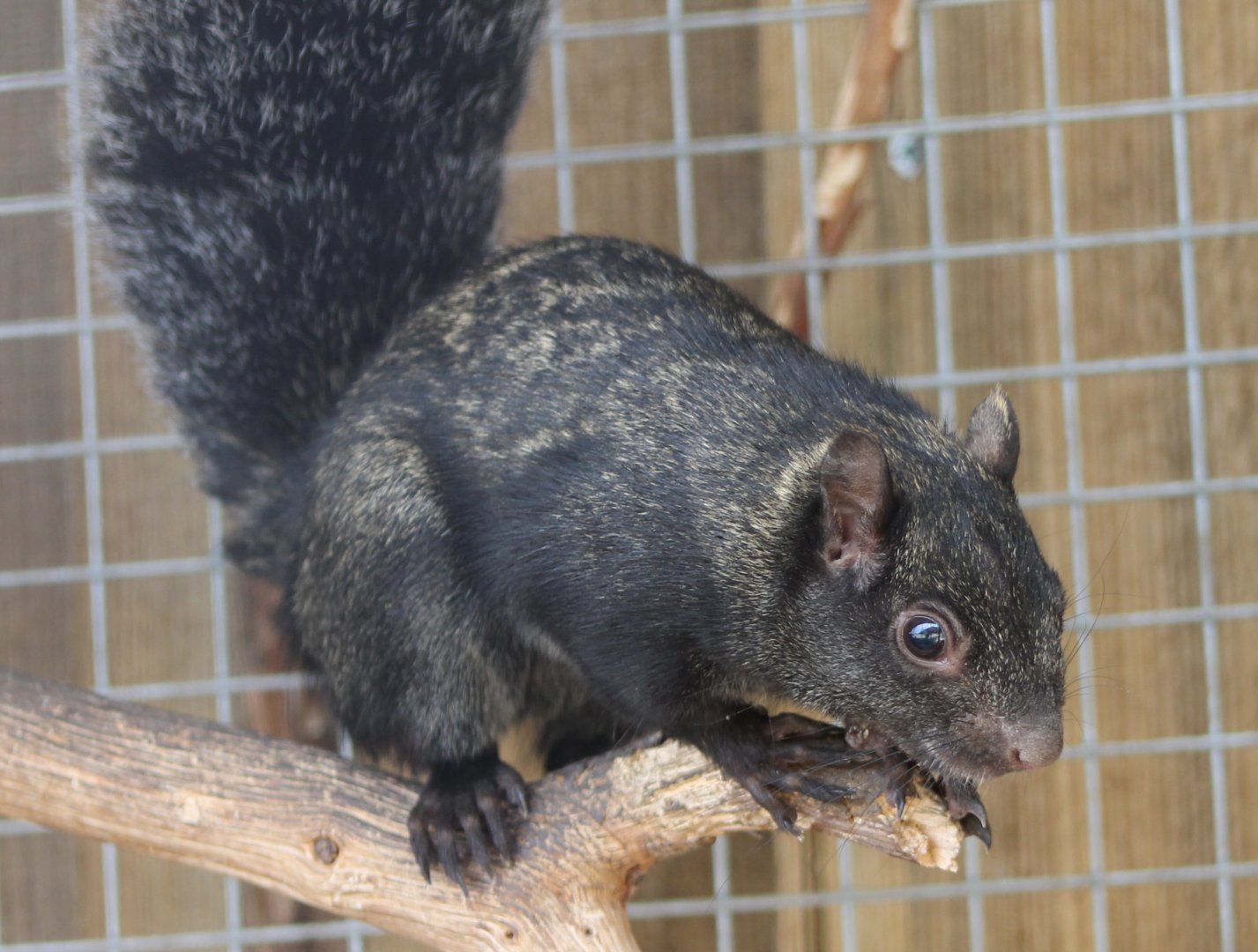Yucatan squirrel