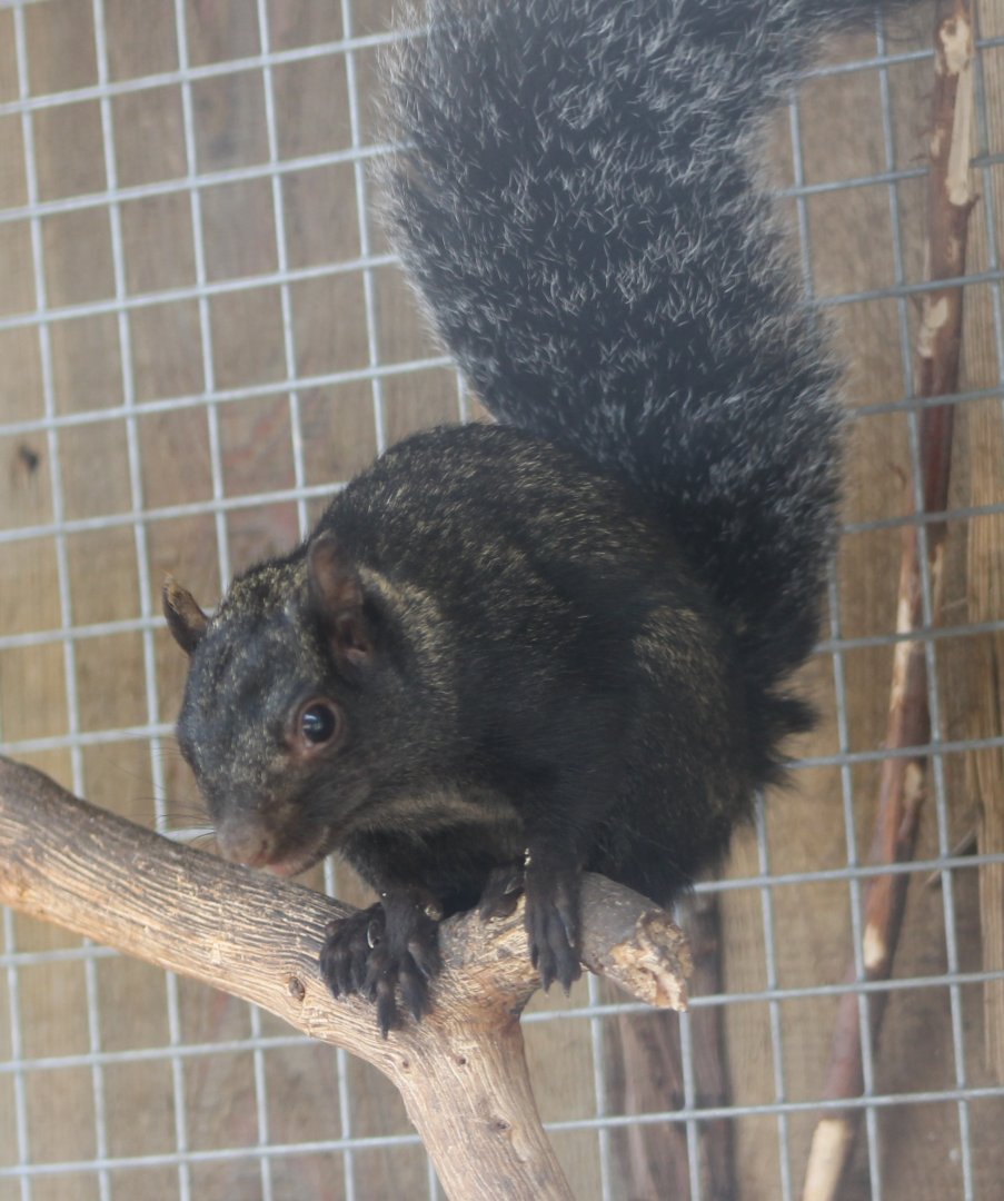 Yucatan squirrel