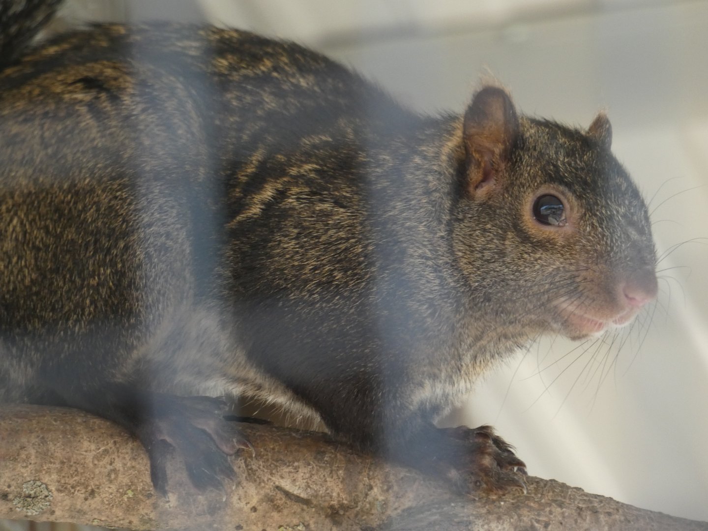 Yucatan Squirrel