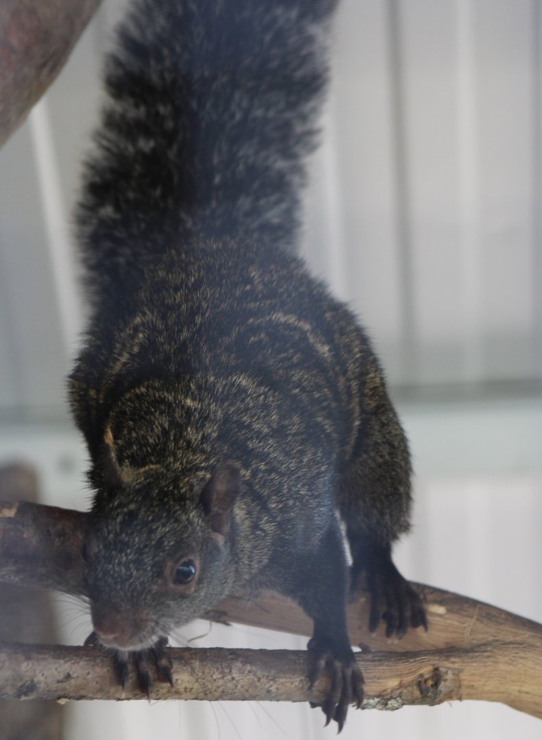 Yucatan squirrel