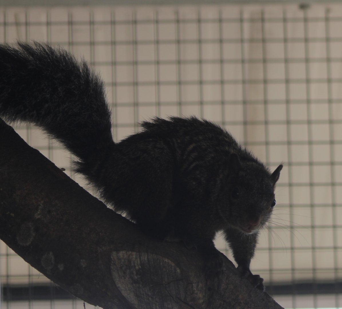 Yucatan squirrel