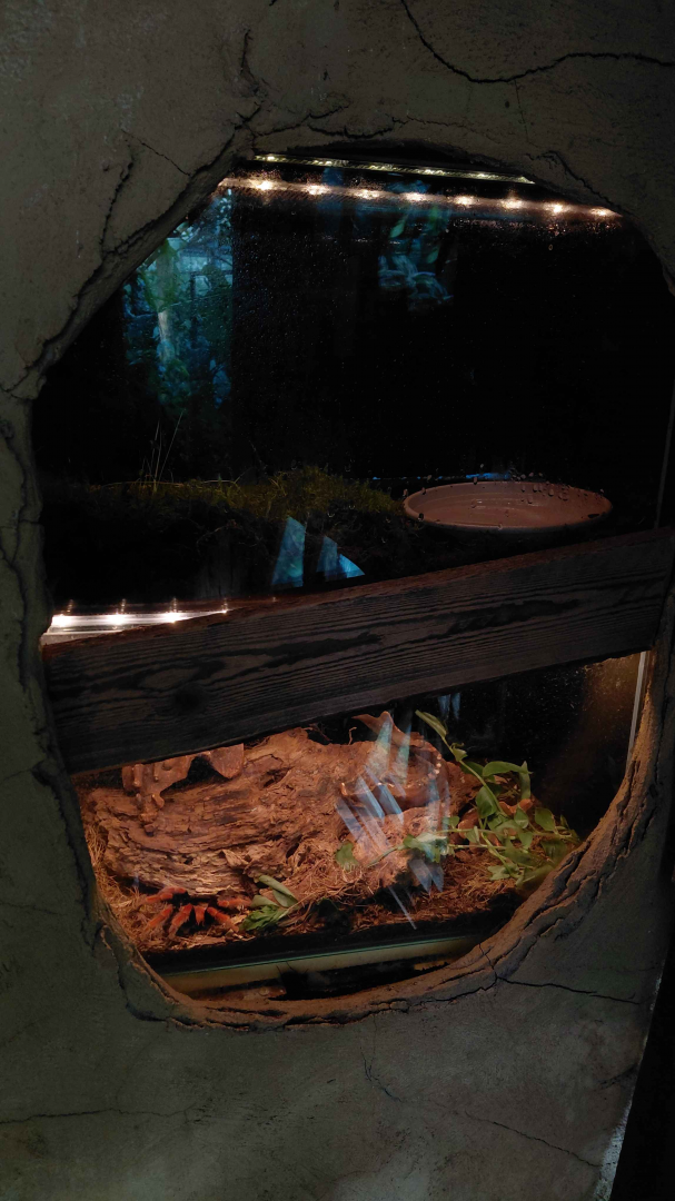 Yucatan - terrariums