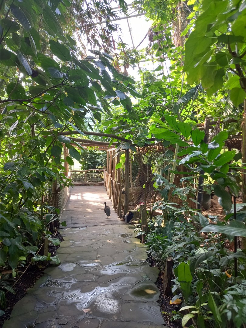 Yucatan (tropical house)