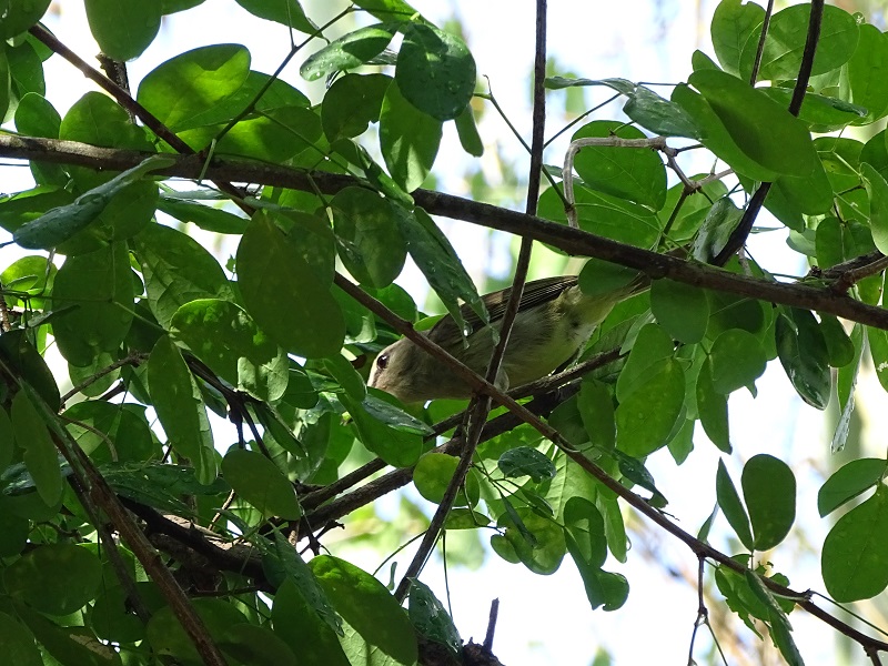 Yucatan vireo (Vireo magister)