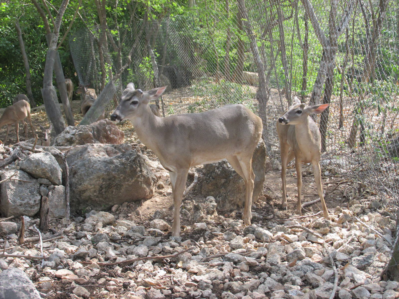 yucatan white tail deer animaya