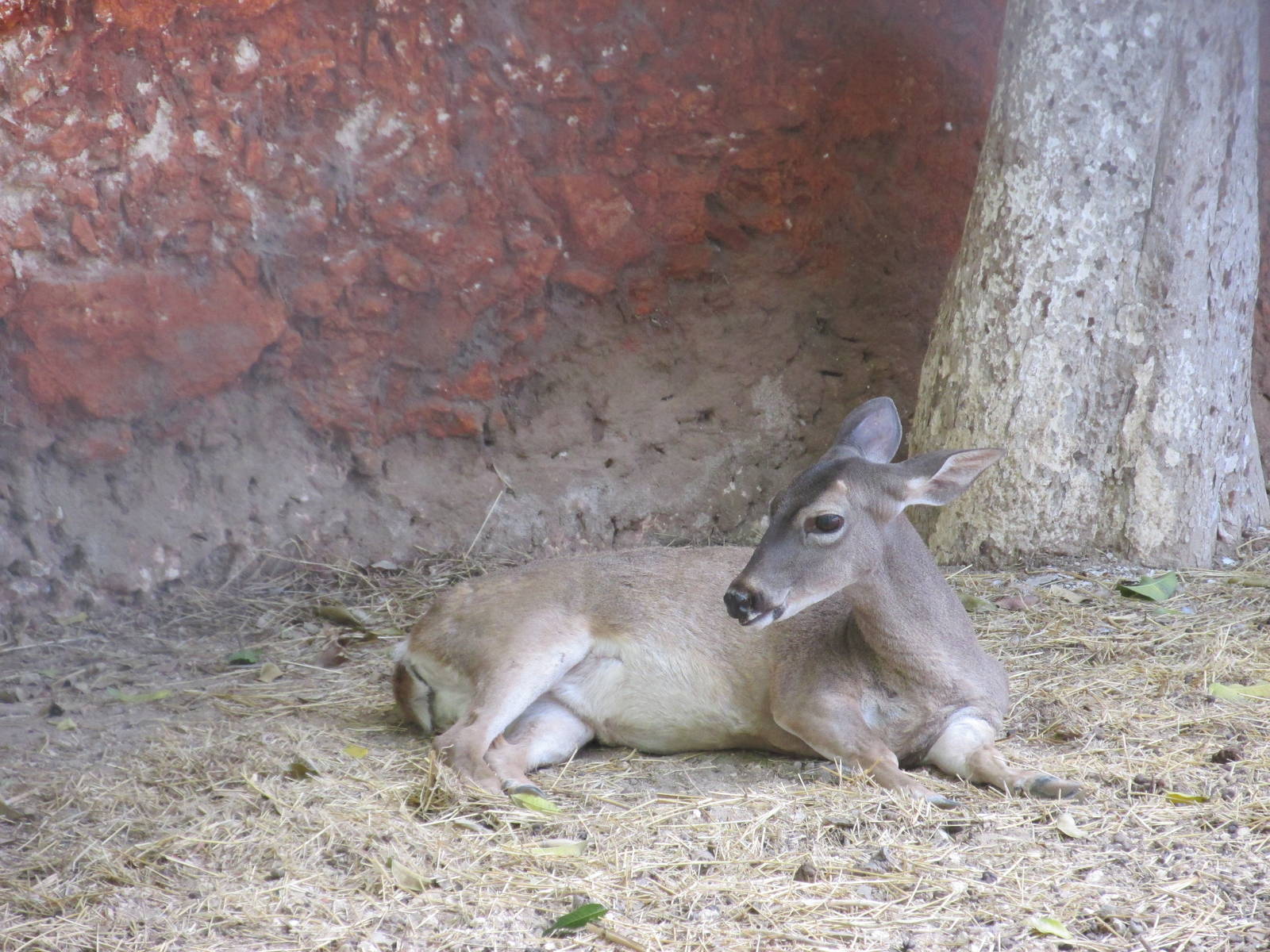 yucatan white tail deer centenario zoo