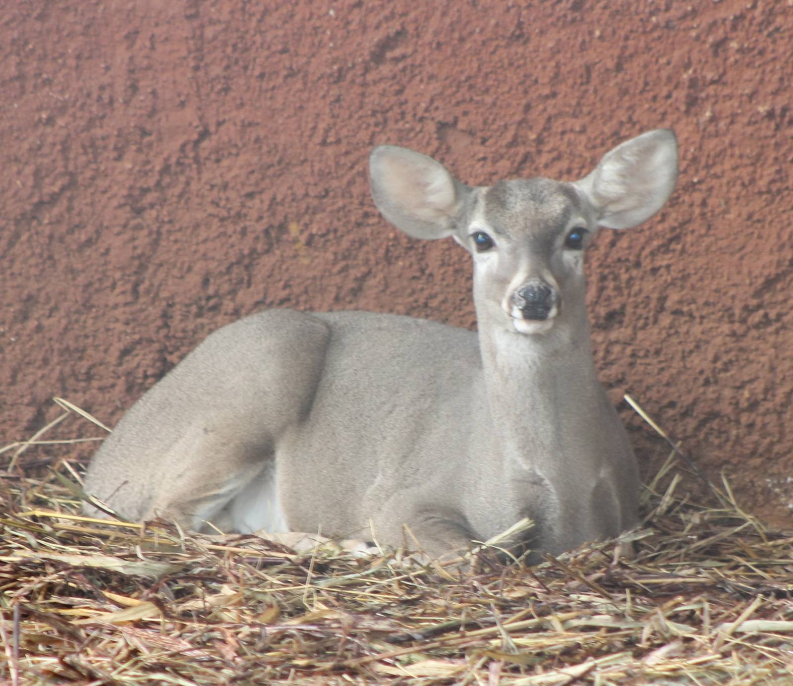 Yucatan white-tailed deer female