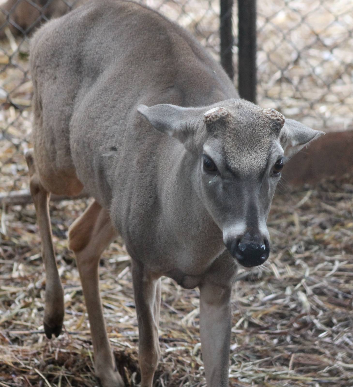 Yucatan white-tailed deer male