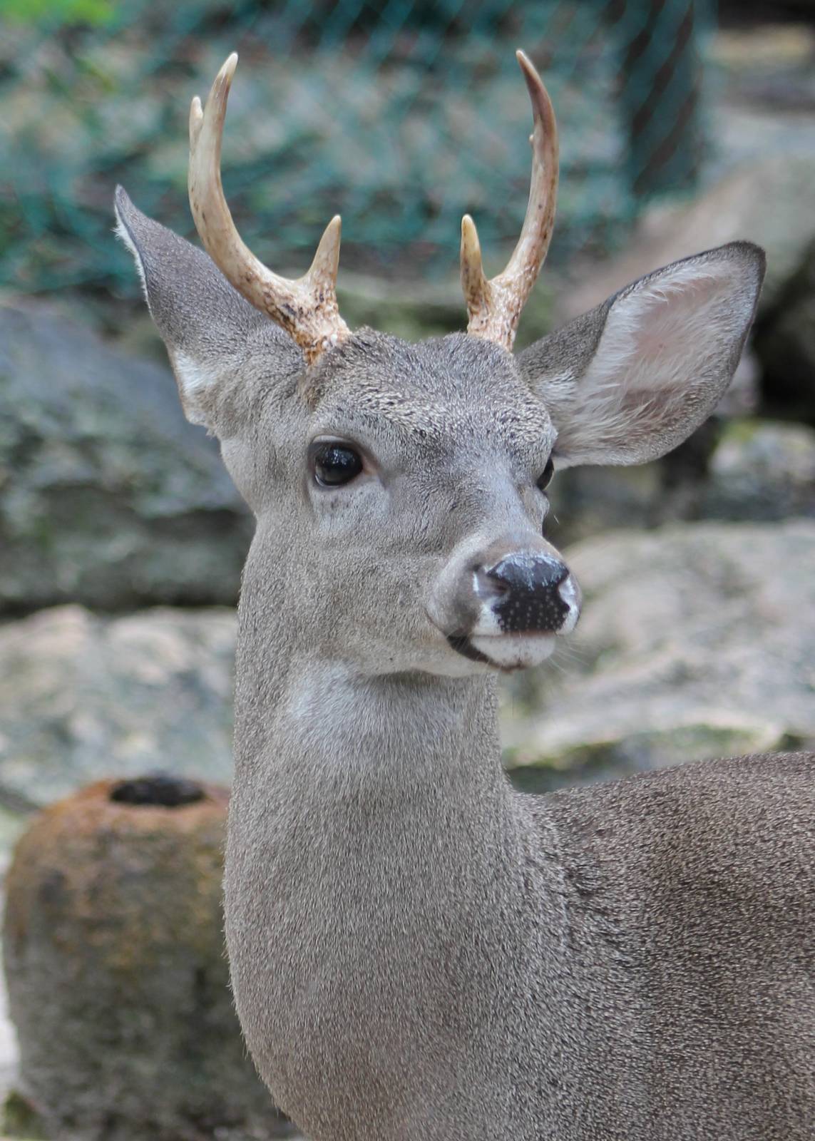 Yucatan white-tailed deer