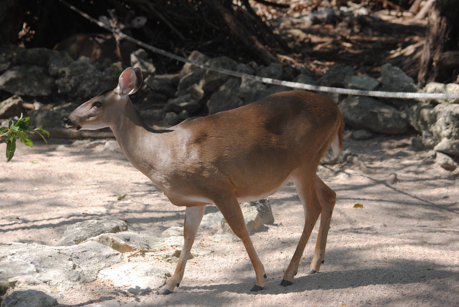 Yucatan White-tailed Deer