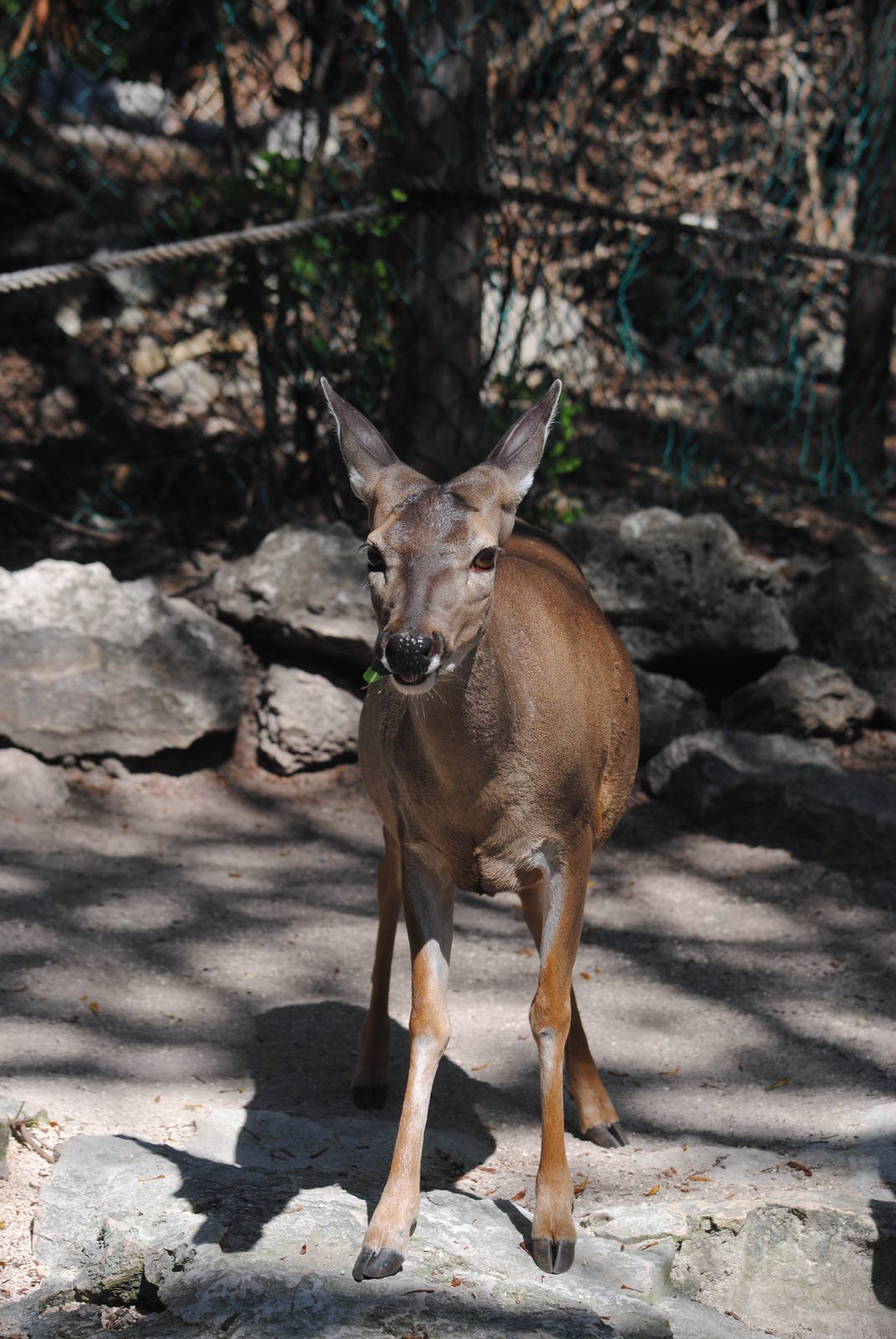Yucatan White-tailed Deer