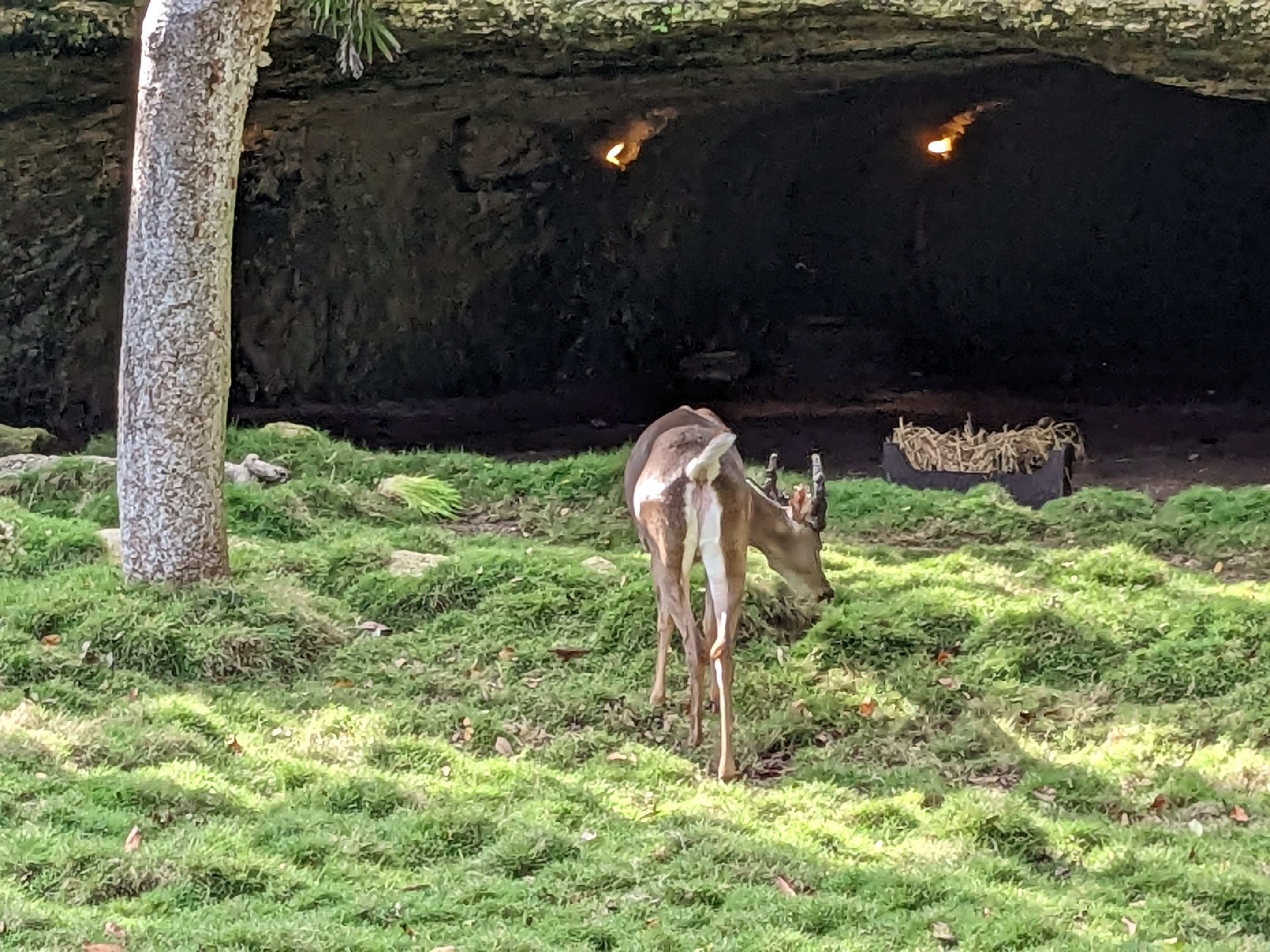 Yucatan white tailed deer