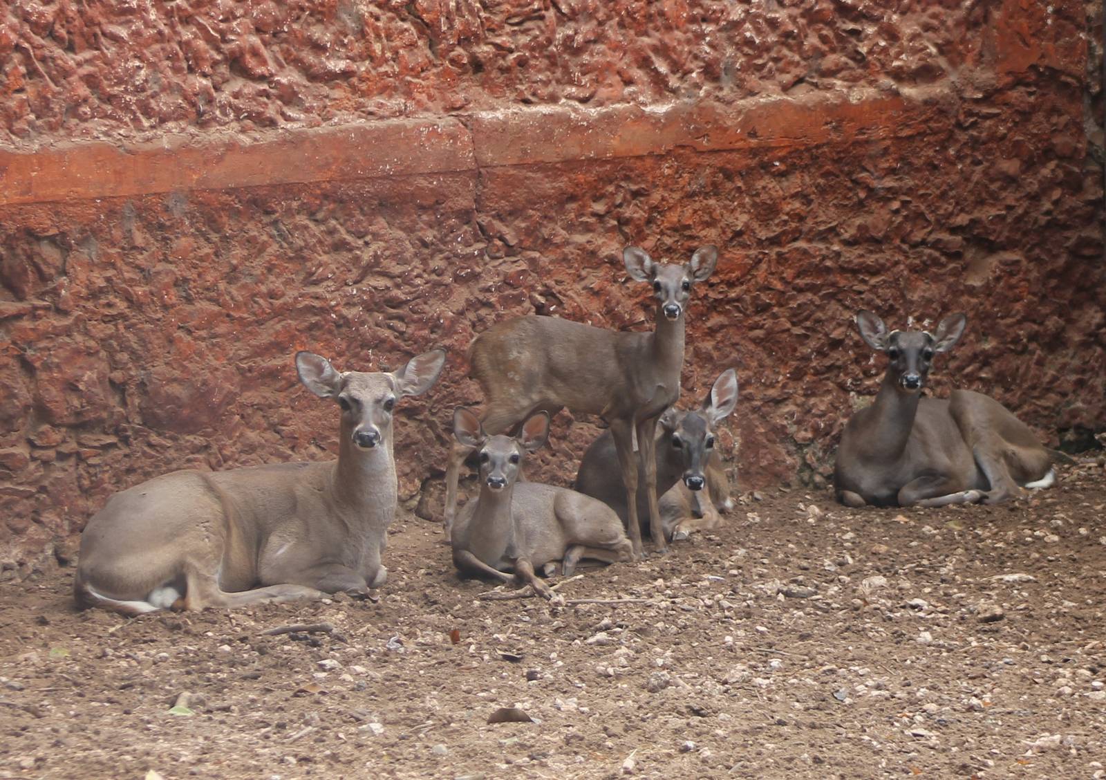 Yucatan white-tailed deers