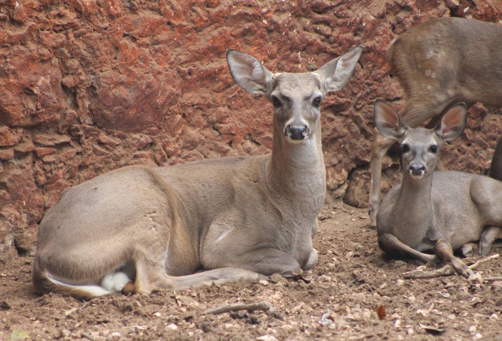 Yucatan white-tailed deers