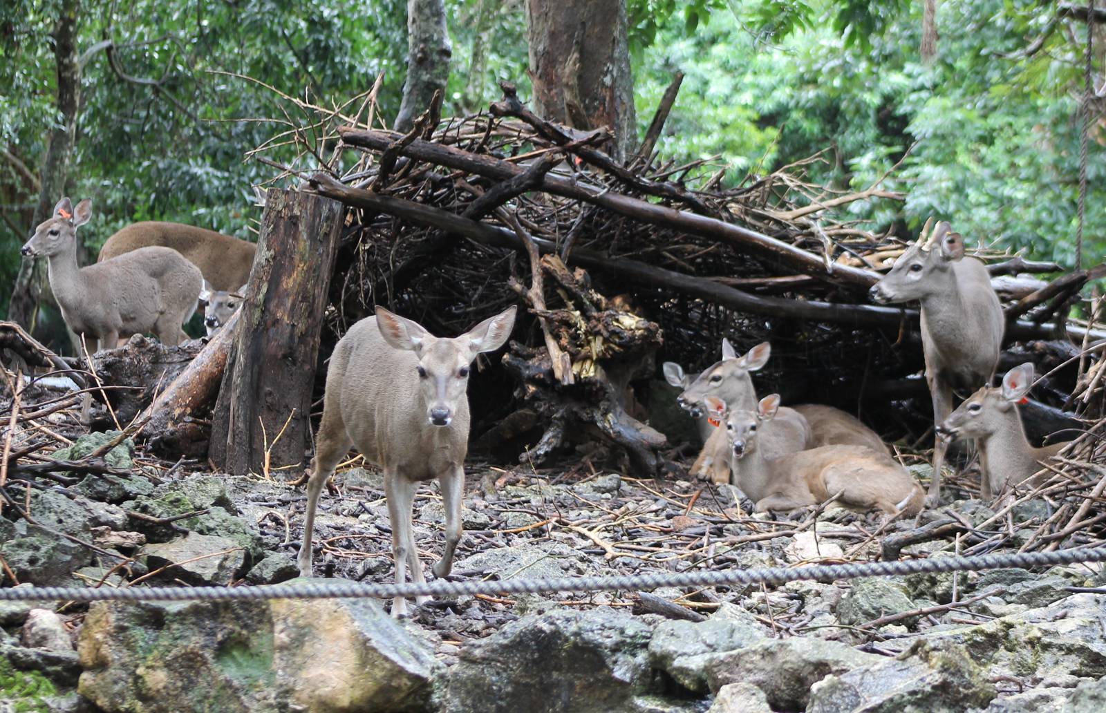Yucatan white-tailed deers