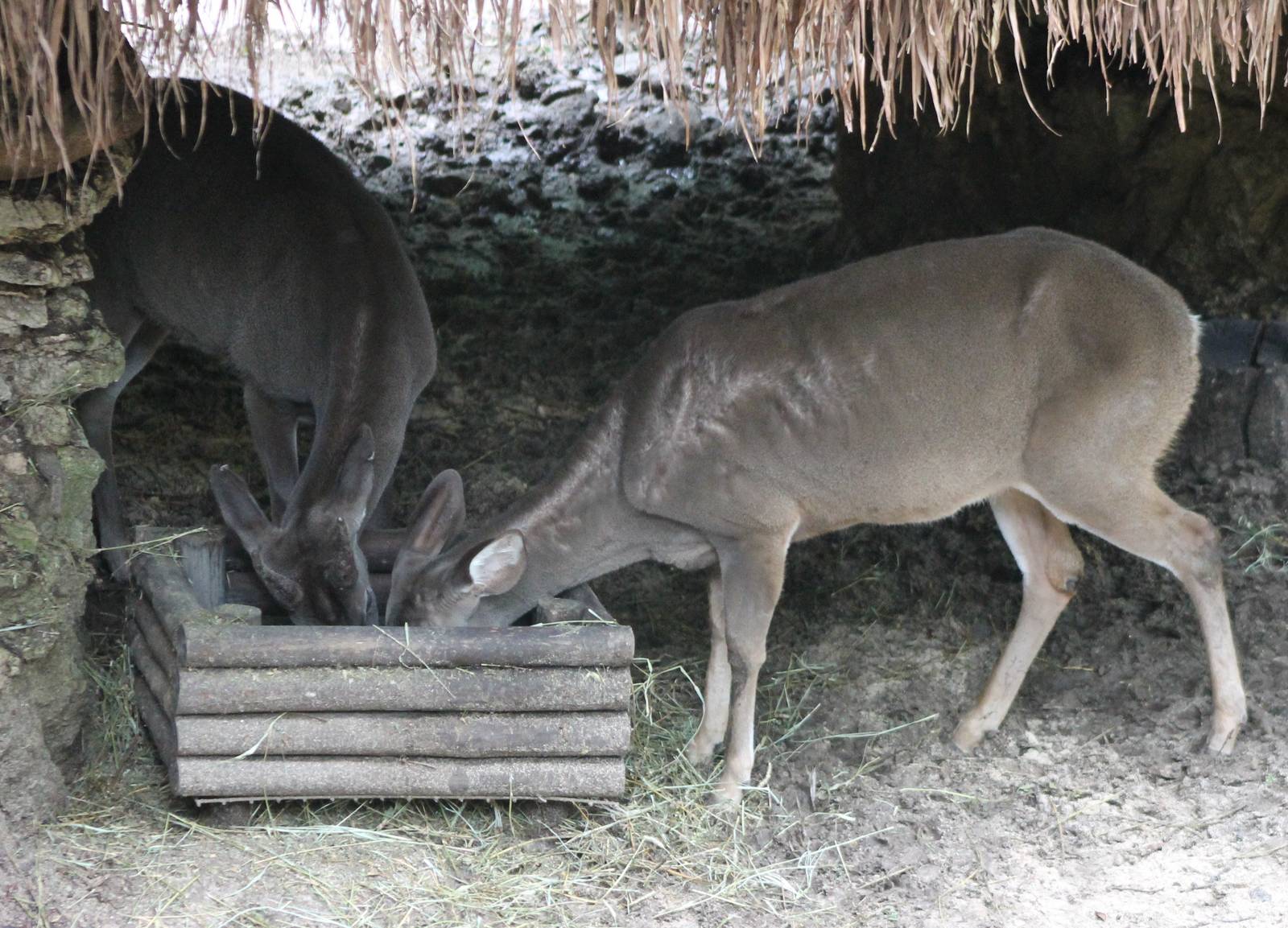 Yucatan white-tailed deers