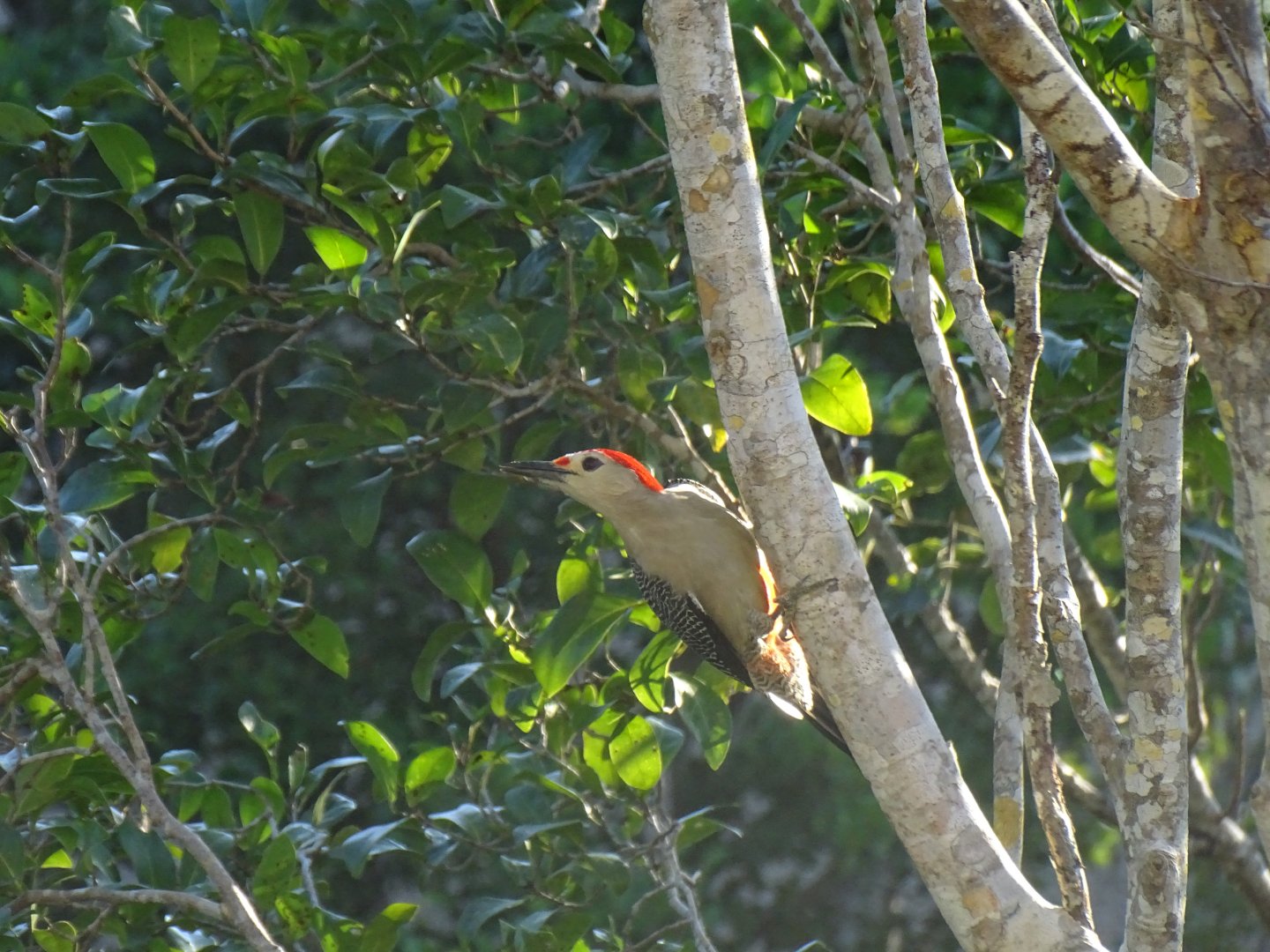 Yucatan woodpecker (Melanerpes pygmaeus)