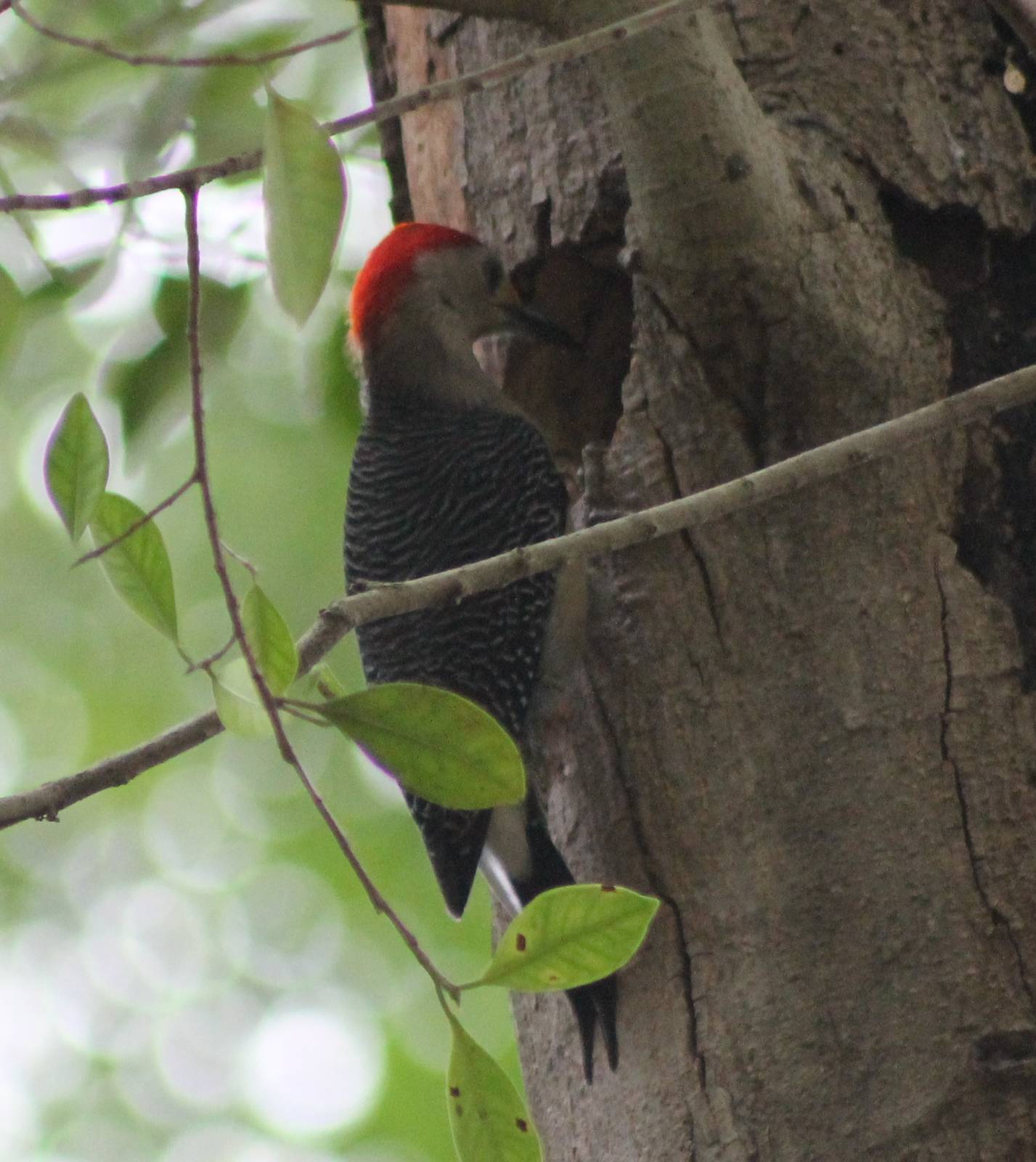 Yucatan woodpecker
